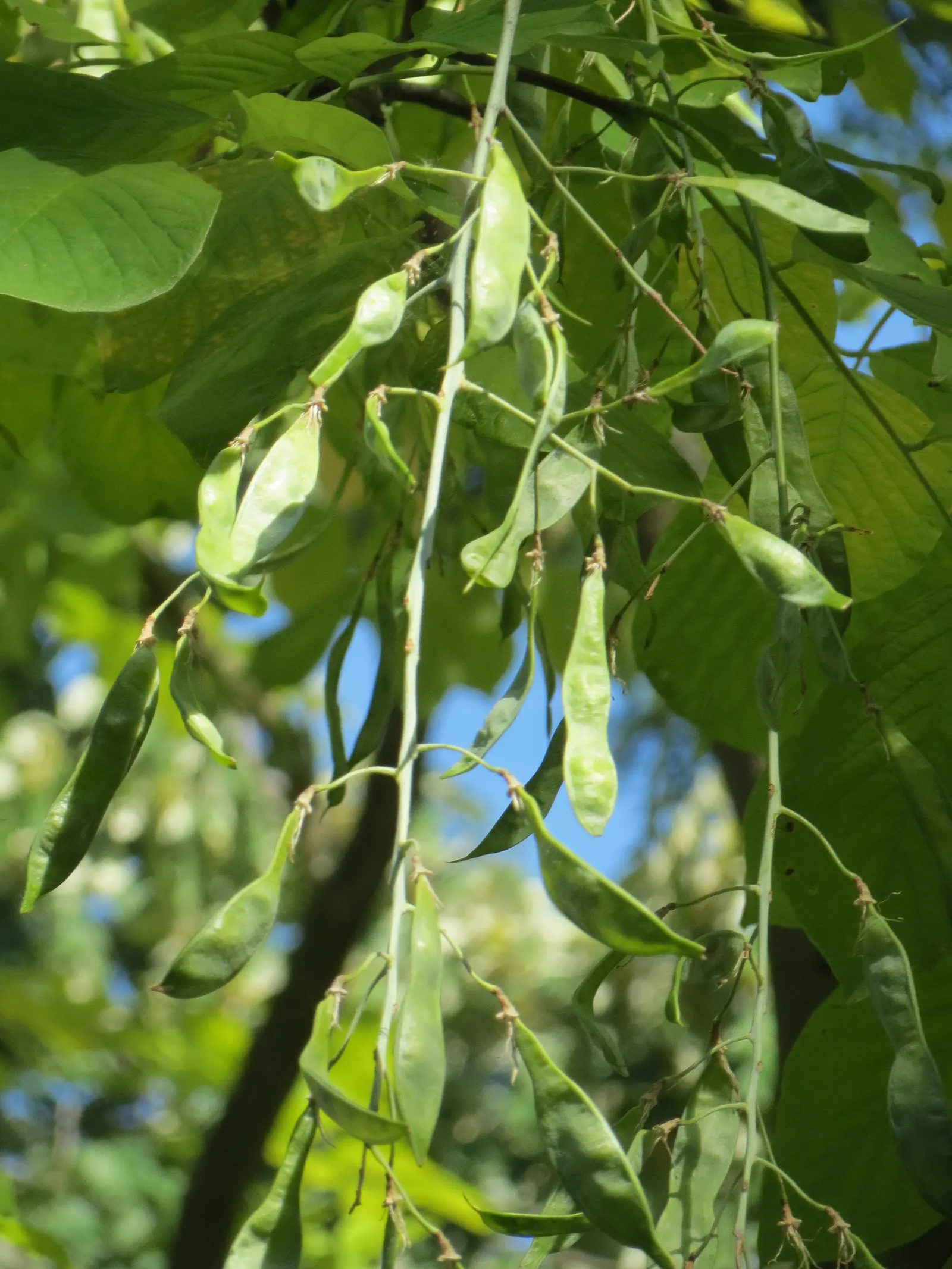 Yellowwood (Cladrastis Kentukea) — turn a show-stopping shade of yellow to gold