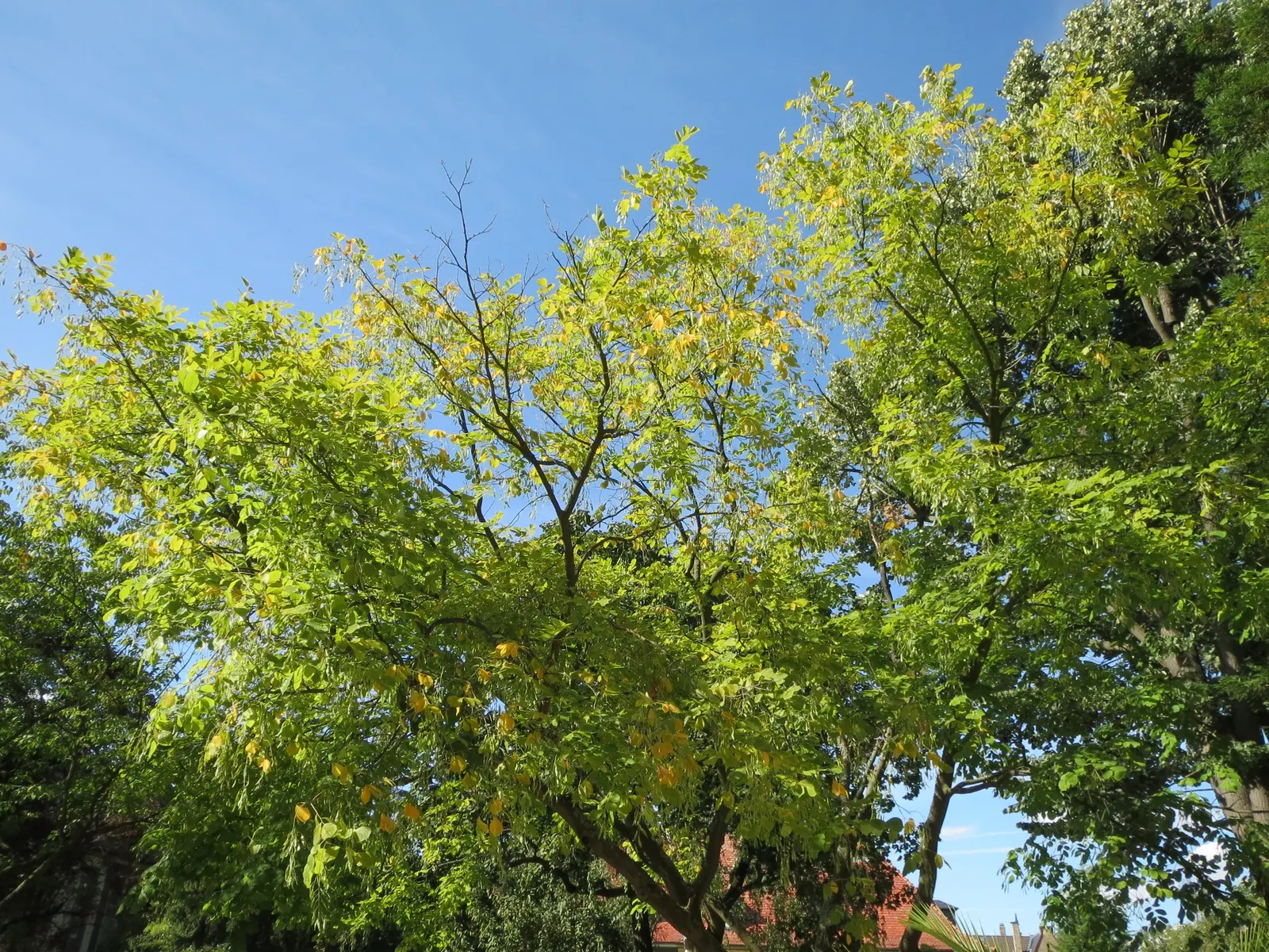 Yellowwood (Cladrastis Kentukea) — beech-like bark is another notable feature