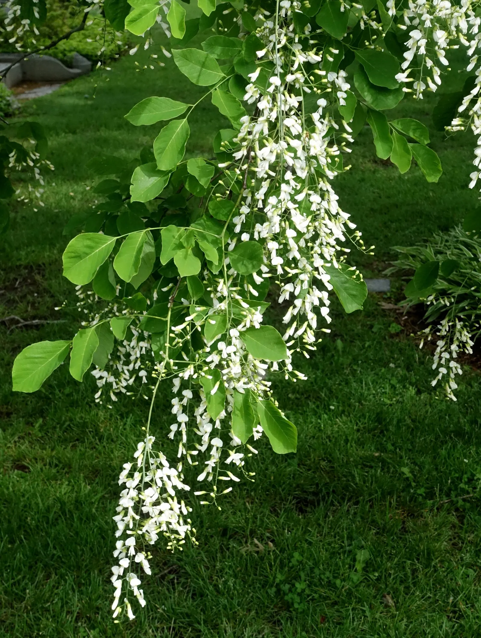 Yellowwood (Cladrastis Kentukea) — It typically reaches heights of 30 to 50 feet with a similar spread; fragrant flowers and striking fall foliage