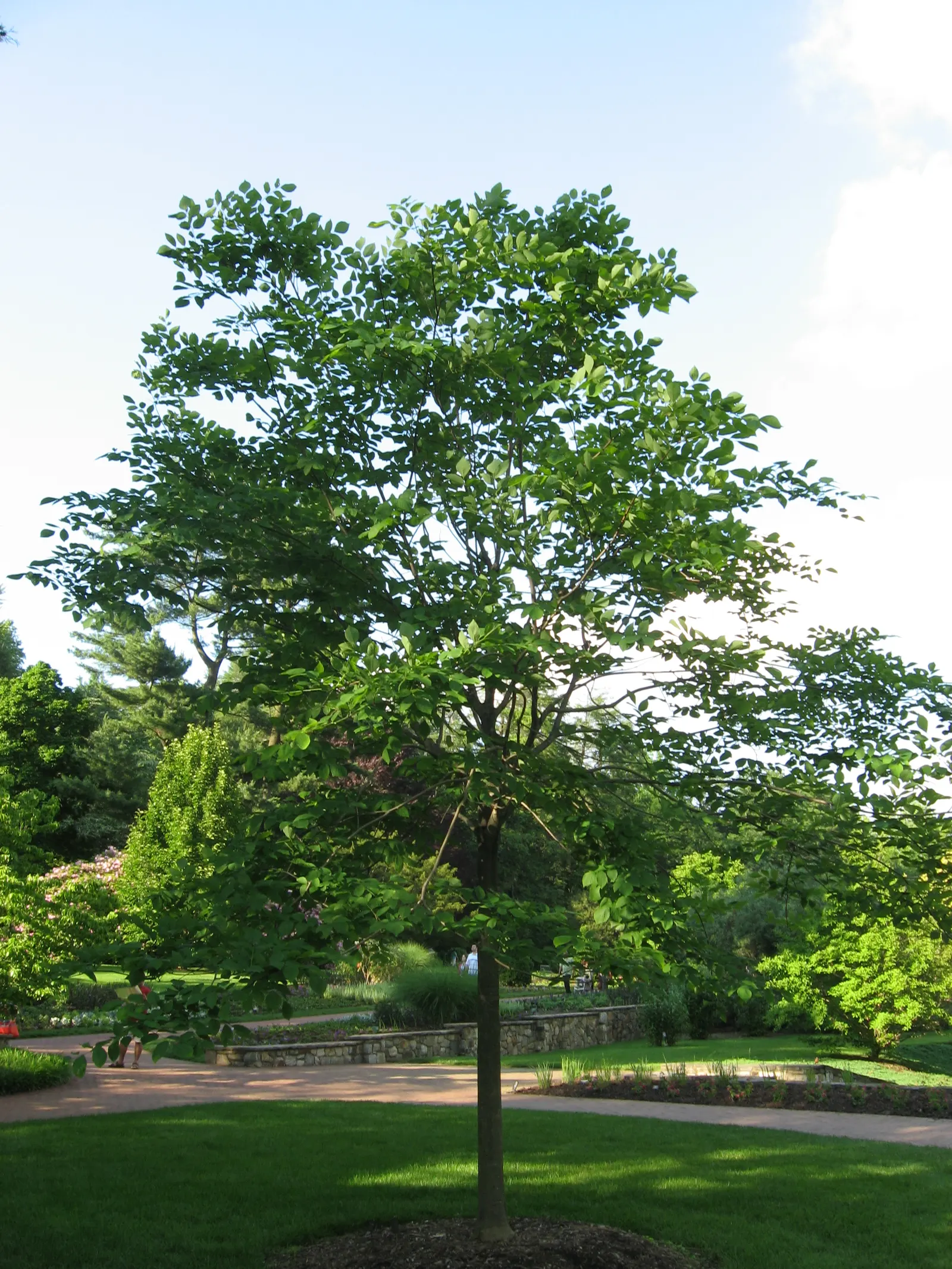 Yellowwood (Cladrastis Kentukea) — giving it a well-balanced and graceful appearance.<br><br>In late spring to early summer; known for its smooth gray bark and