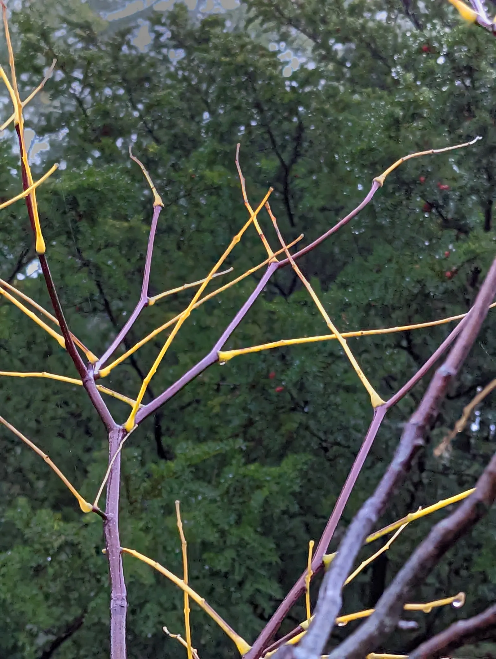 Yellowwood (Cladrastis Kentukea) — rounded canopy that offers an ample shade profile