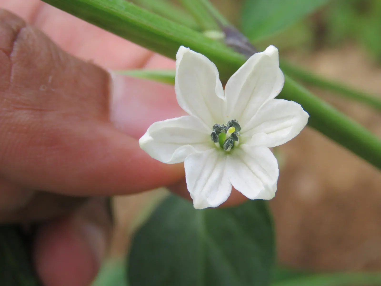 Sweet Peppers (Capsicum Annuum 'Sweet') — Maturity is reached within 60 to 90 days after planting