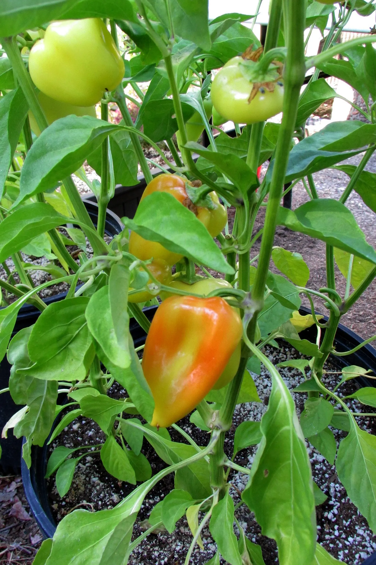 Sweet Peppers (Capsicum Annuum 'Sweet') — adds a splash of vibrant colors and edible interest to any garden landscape; requiring at least 6-8 hours of direct