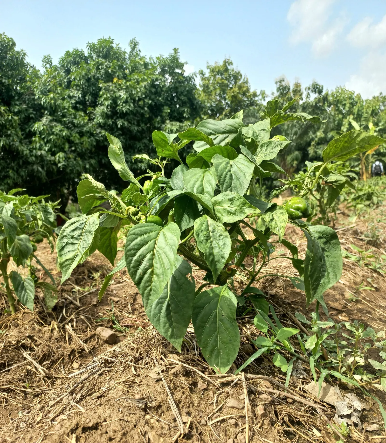 Sweet Peppers (Capsicum Annuum 'Sweet') — to maintain evenly moist soil without waterlogging.<br><br>With a variety of colors including red