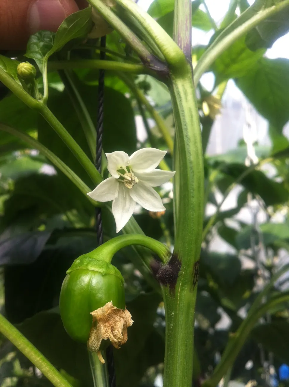 Sweet Peppers (Capsicum Annuum 'Sweet') — Harvest matures in 60-90 days post-planting