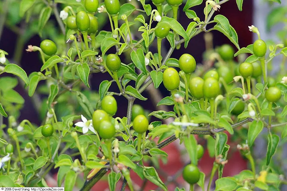 Sweet Peppers (Capsicum Annuum 'Sweet') — Sweet peppers add a vibrant and edible dimension to gardens, flourishing in USDA zones 9-11; requiring at least 6-8