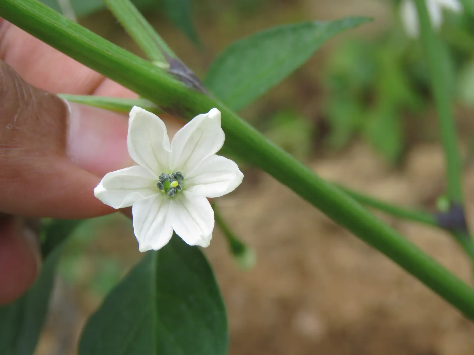 Sweet Peppers (Capsicum Annuum 'Sweet') — Regular watering is essential