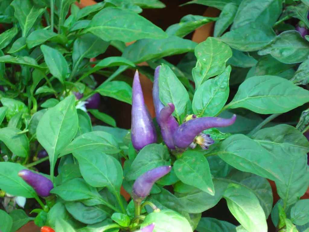 Sweet Peppers (Capsicum Annuum 'Sweet') — They prefer well-drained loamy soil with a pH of 6.0-6.8