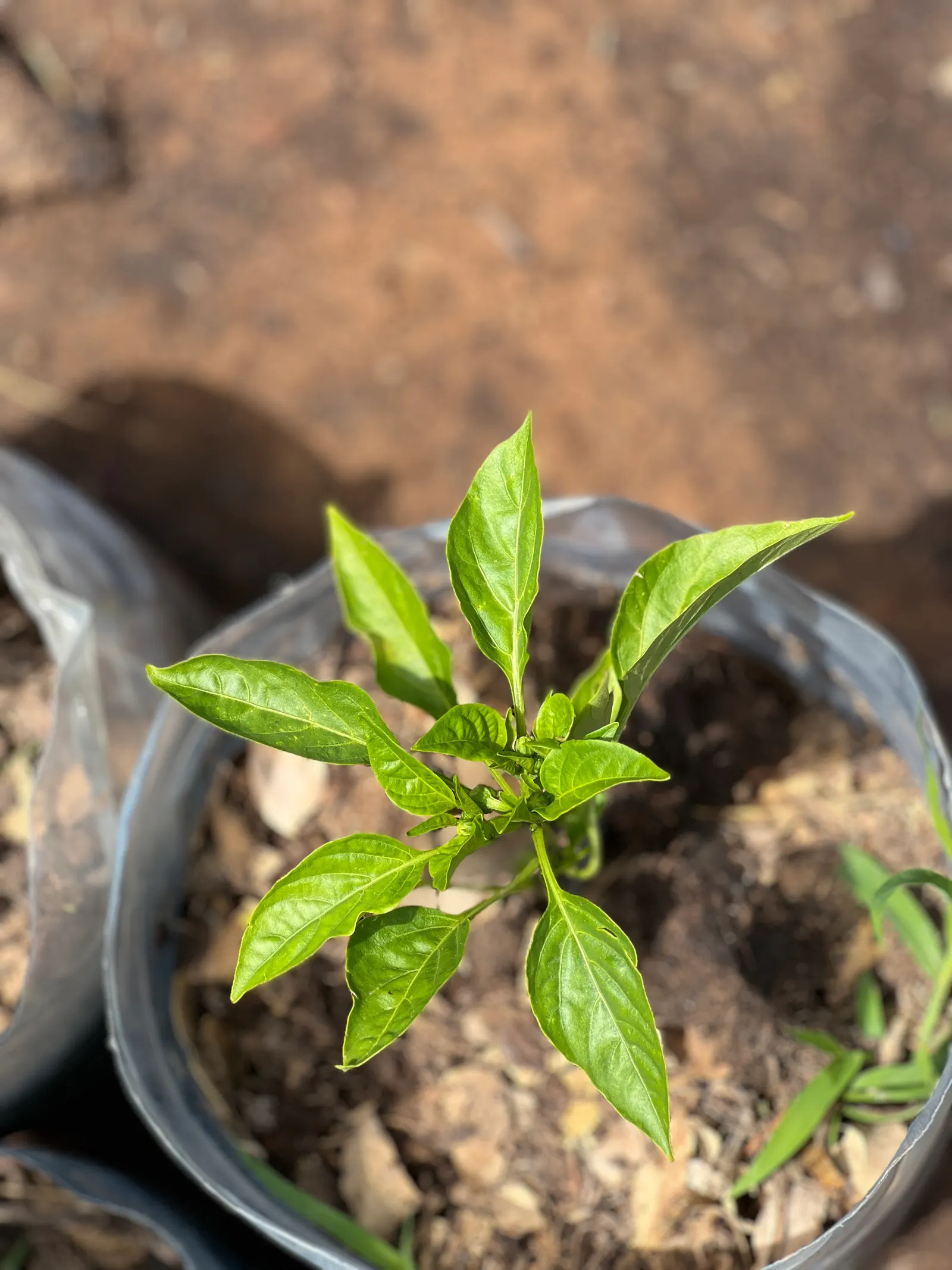 Sweet Peppers (Capsicum Annuum 'Sweet') — commonly referred to as Sweet Pepper; they prefer well-drained loamy soil with a pH of 6.0-6.8