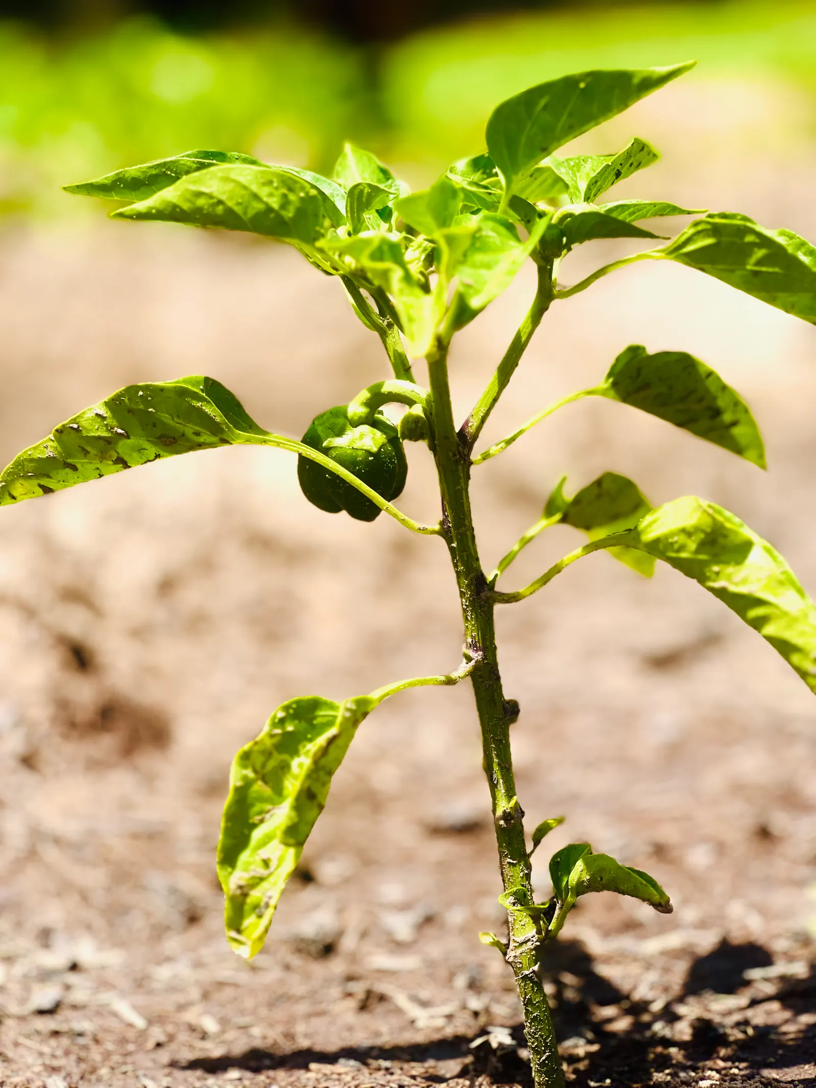 Sweet Peppers (Capsicum Annuum 'Sweet') — commonly referred to as Sweet Pepper