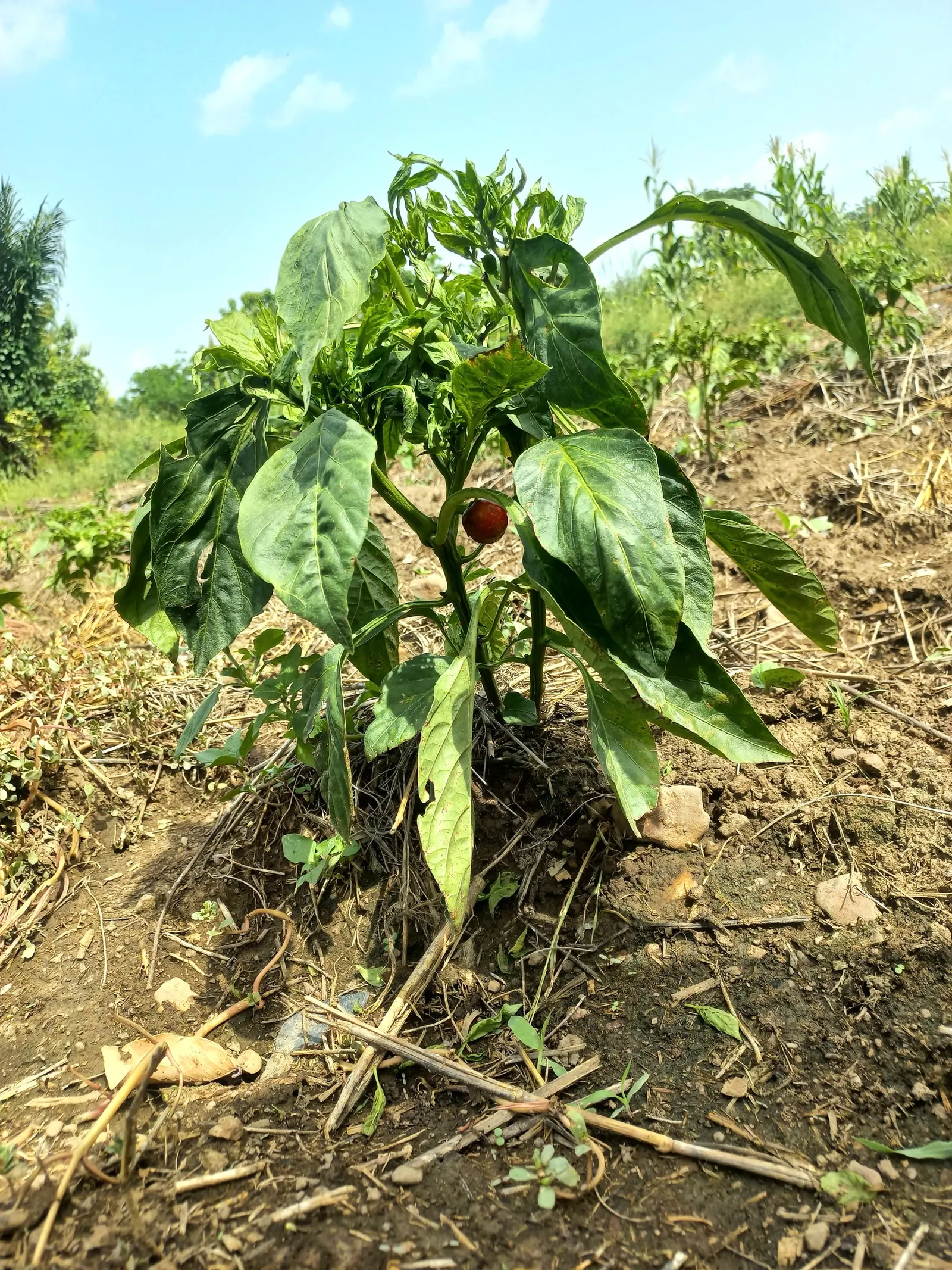 Sweet Peppers (Capsicum Annuum 'Sweet') — This annual or perennial plant