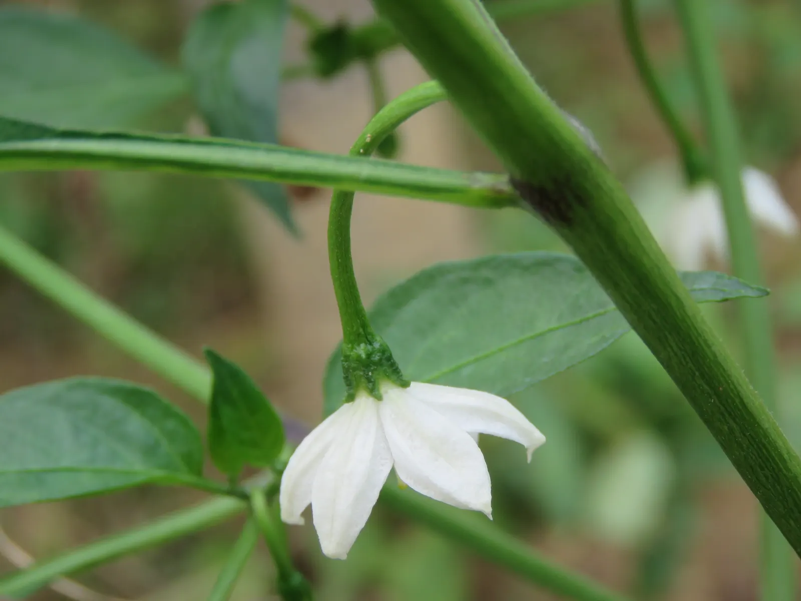 Sweet Peppers (Capsicum Annuum 'Sweet') — is a versatile vegetable bearing colorful