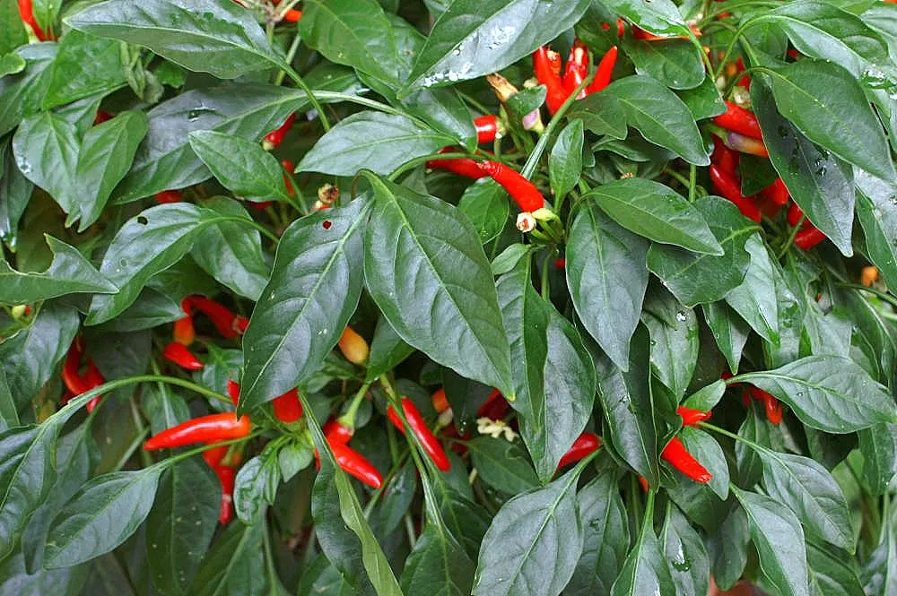 Sweet Peppers (Capsicum Annuum 'Sweet') — is a versatile vegetable bearing colorful; requiring at least 6-8 hours of direct light to optimize fruit production