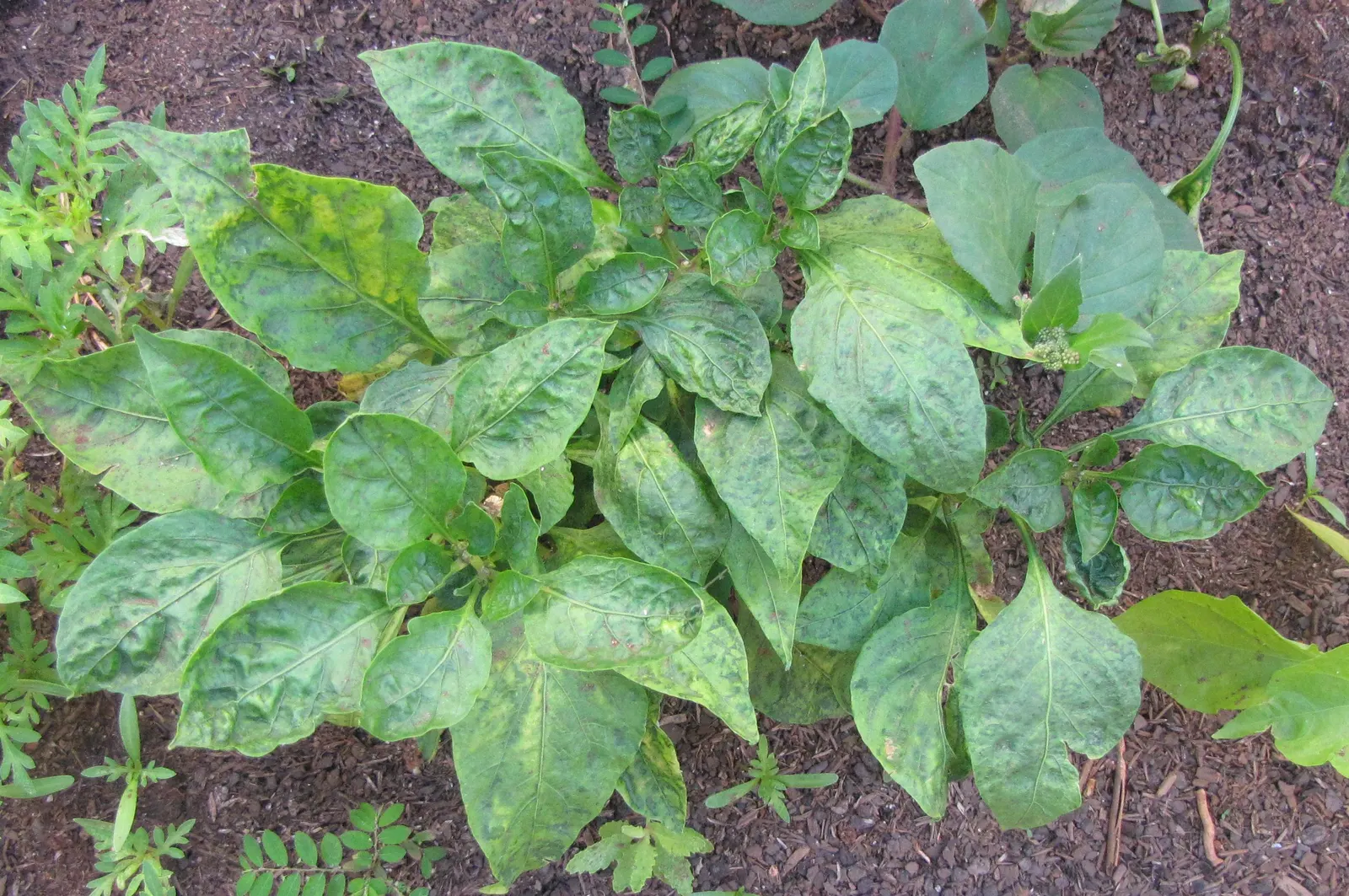 Sweet Peppers (Capsicum Annuum 'Sweet') — upright stem that typically reaches 1 to 3 feet in height and spreads approximately 1 foot; they prefer well-drained
