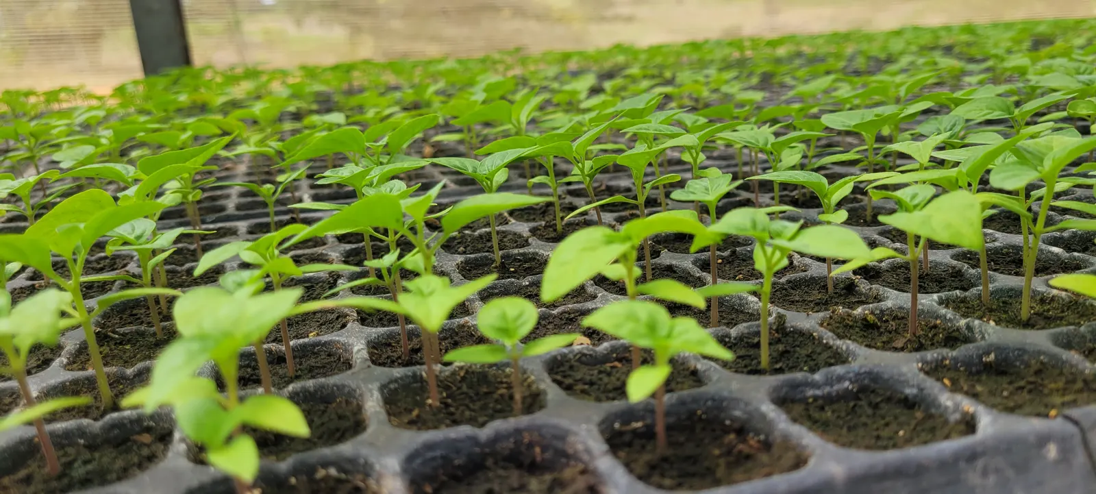 Sweet Peppers (Capsicum Annuum 'Sweet') — Thriving in full sun, these plants reach heights of 1.5-2 feet with a spread of 1-1.5 feet; when creating a design