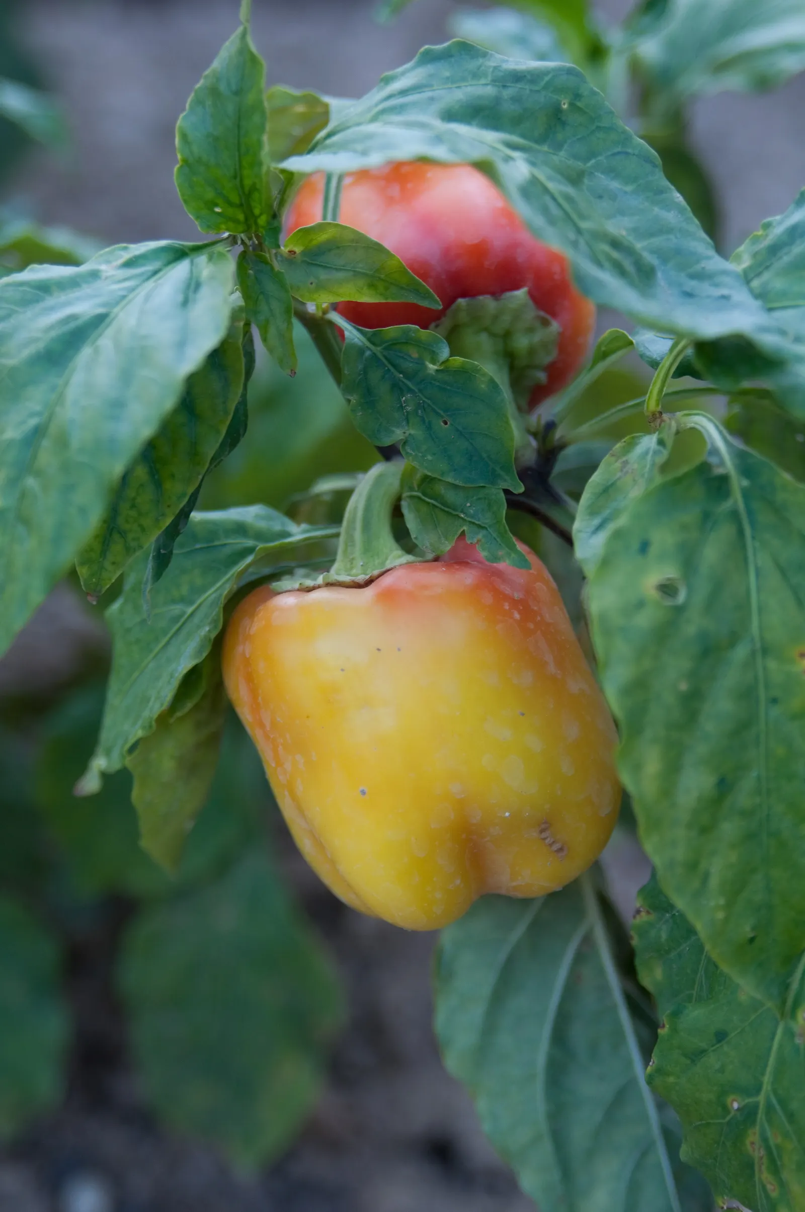 Sweet Peppers (Capsicum Annuum 'Sweet') — vegetable with white blooms