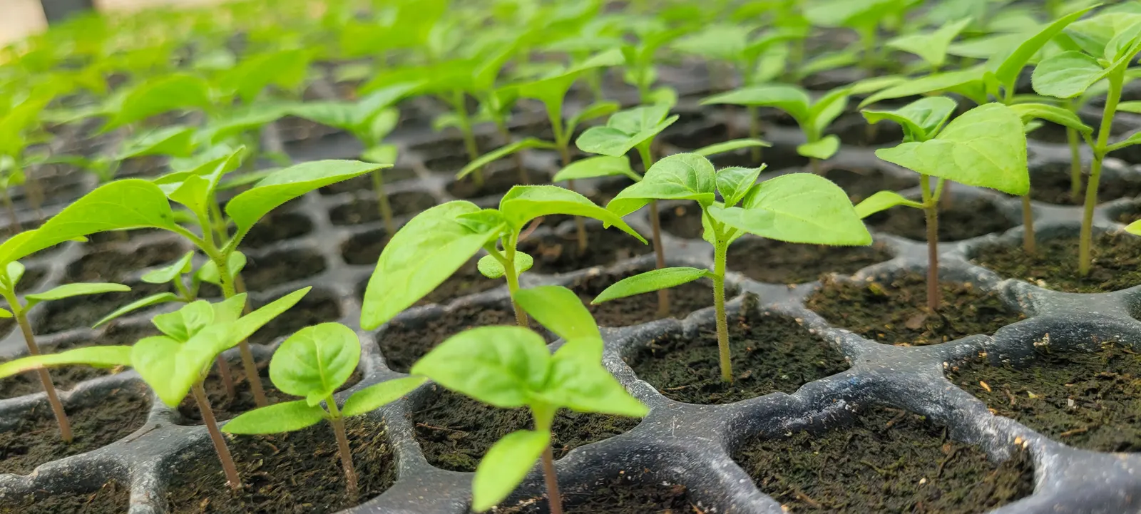 Sweet Peppers (Capsicum Annuum 'Sweet') — white flowers in the garden