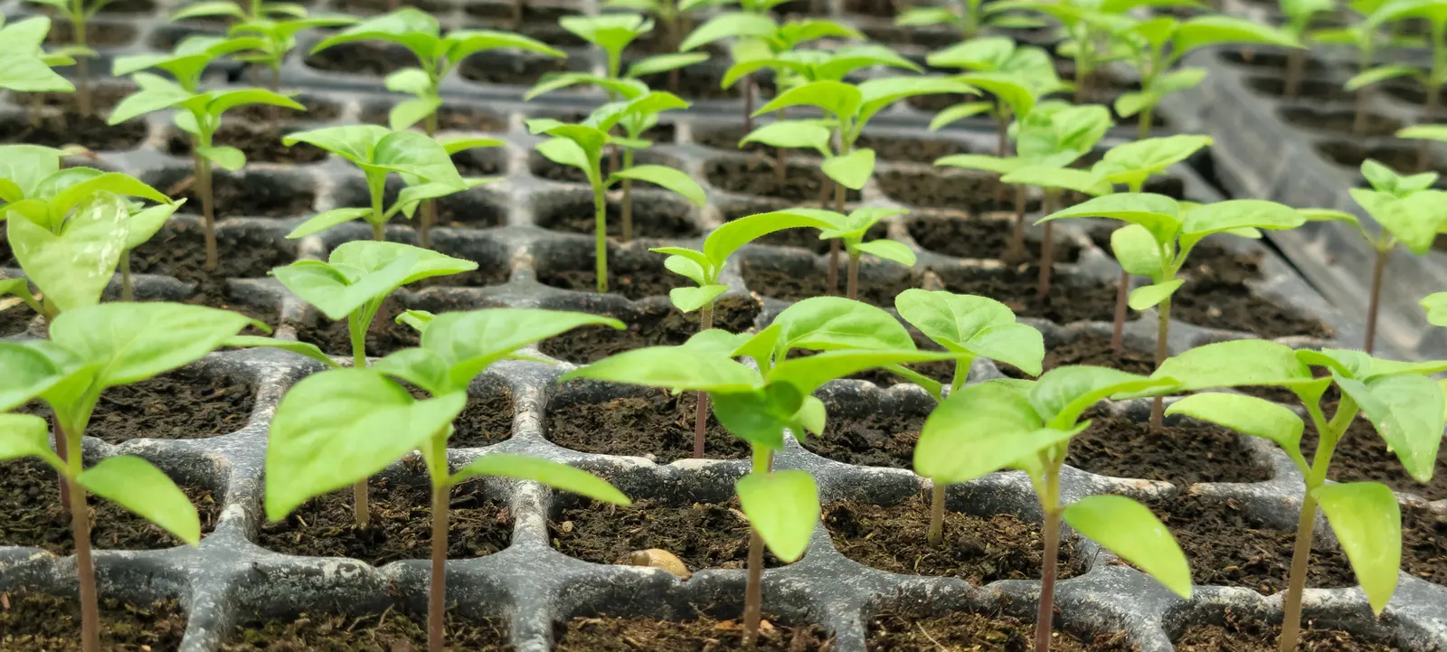 Sweet Peppers (Capsicum Annuum 'Sweet') — Plant in well-draining loamy soil with a pH ranging from 5.5 to 7.0, ensuring proper nutrients are available