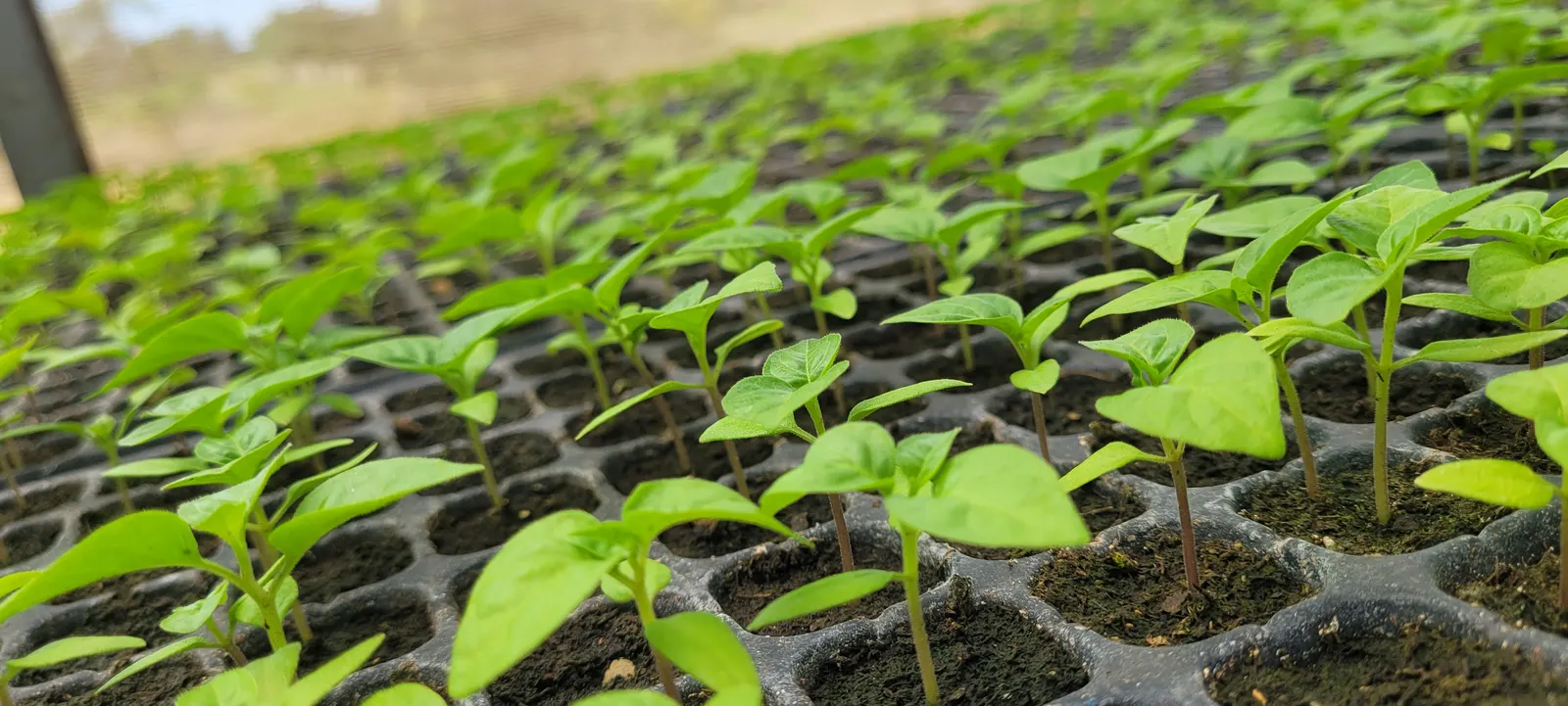 Sweet Peppers (Capsicum Annuum 'Sweet') — commonly known as Sweet Pepper