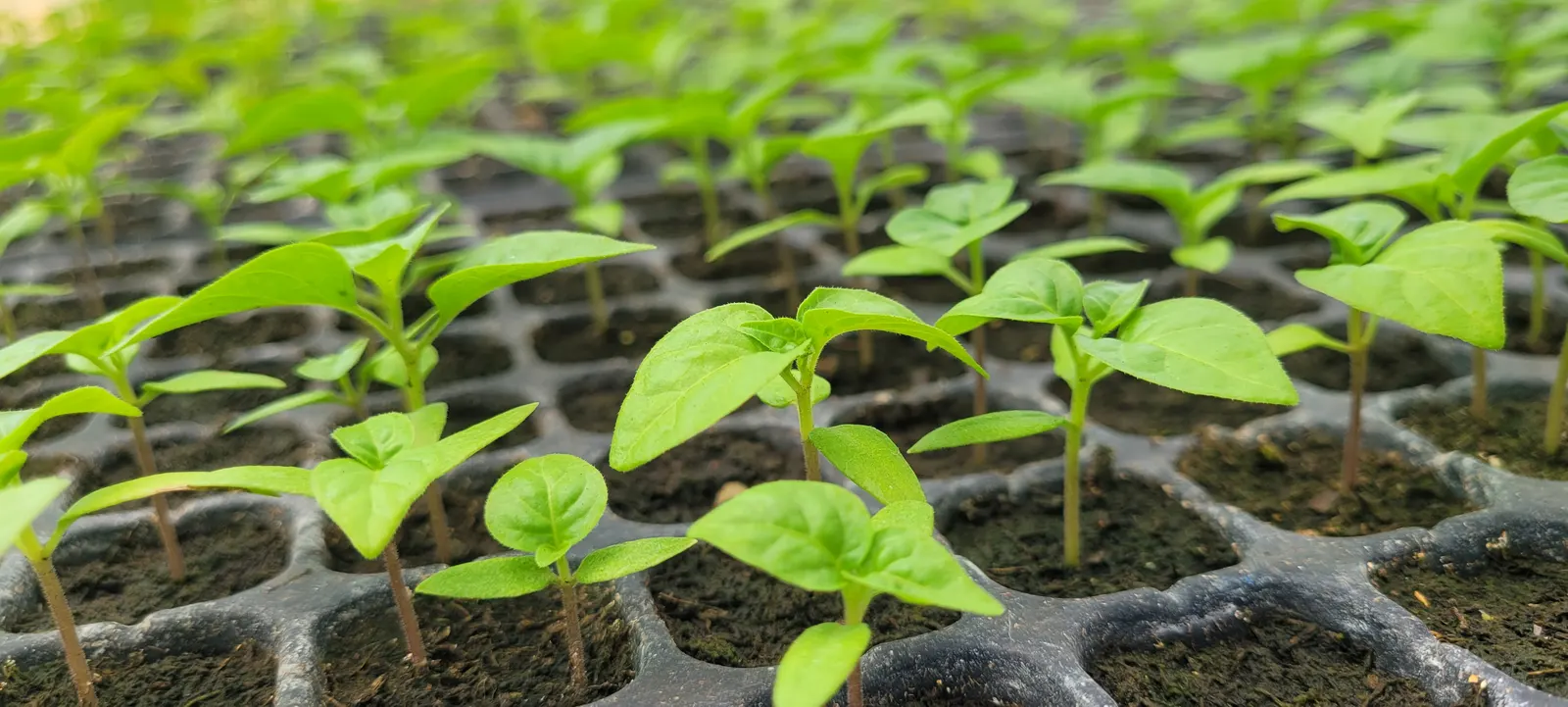 Sweet Peppers (Capsicum Annuum 'Sweet') — aiming for an inch of water per week depending on rainfall