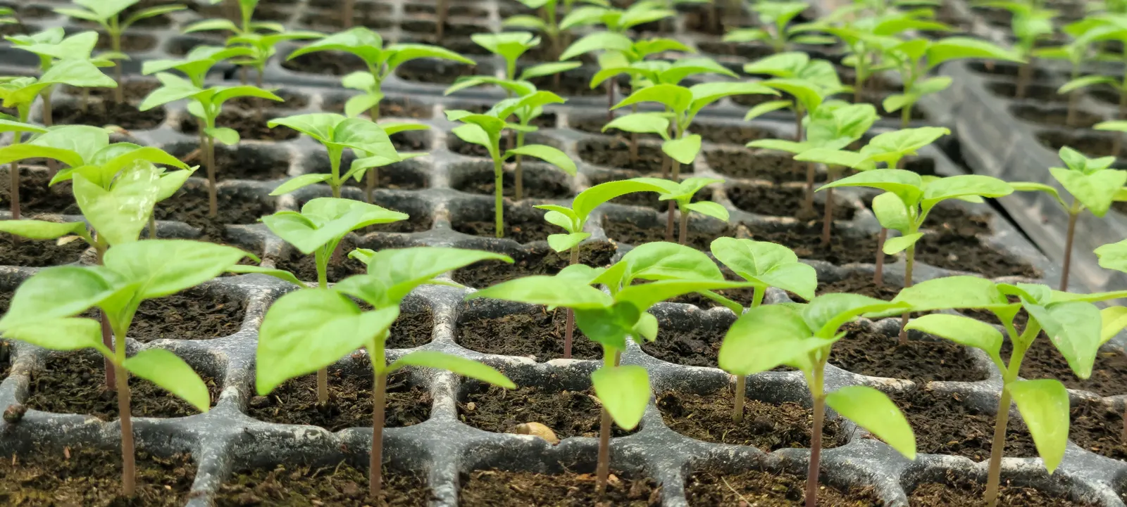 Sweet Peppers (Capsicum Annuum 'Sweet') — When creating a design, allow ample spacing for air circulation to deter pests and diseases