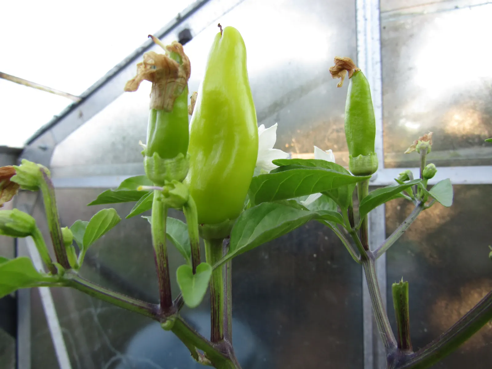 Sweet Peppers (Capsicum Annuum 'Sweet') — Sweet peppers add a vibrant and edible dimension to gardens, flourishing in USDA zones 9-11
