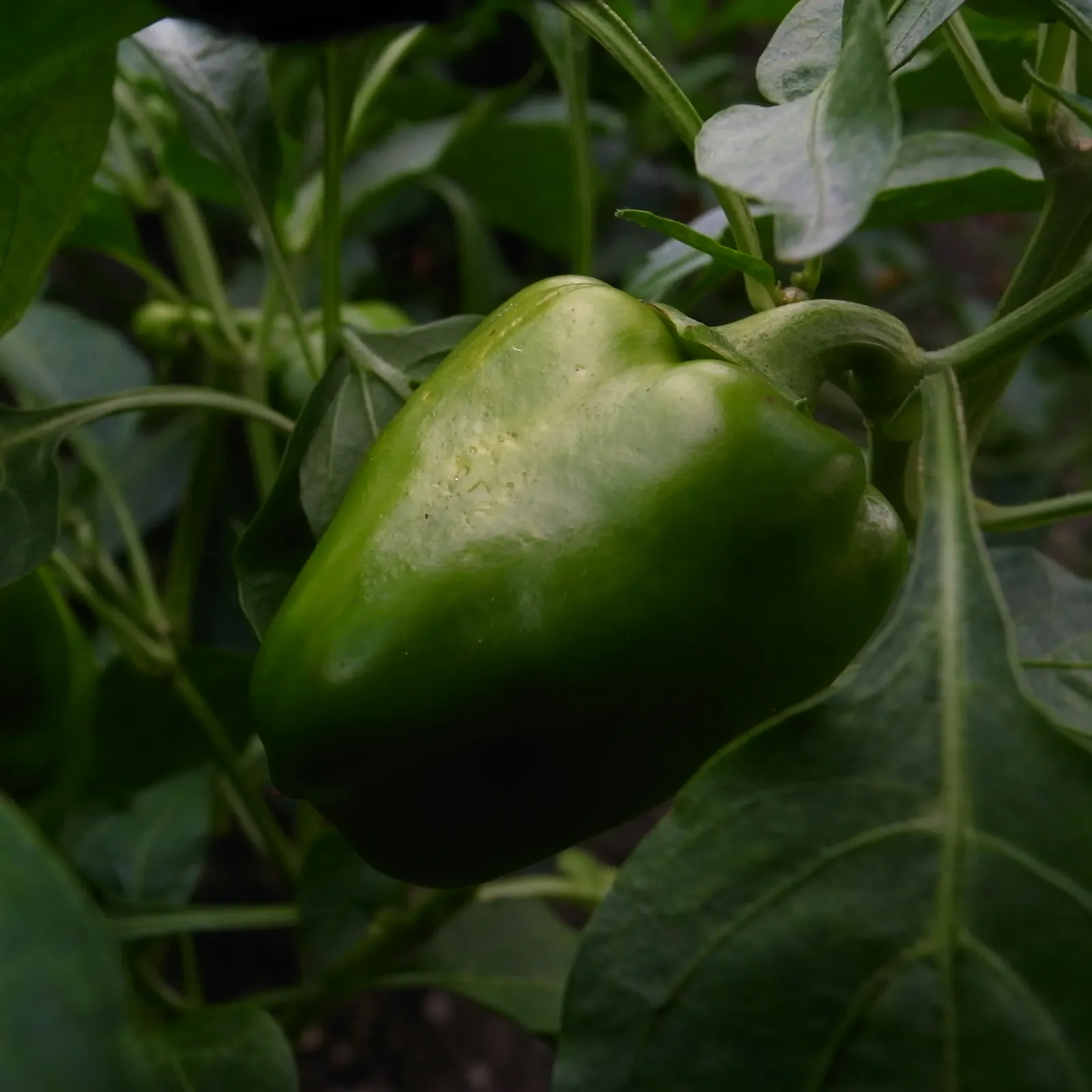Sweet Peppers (Capsicum Annuum 'Sweet') — requiring at least 6-8 hours of direct light to optimize fruit production