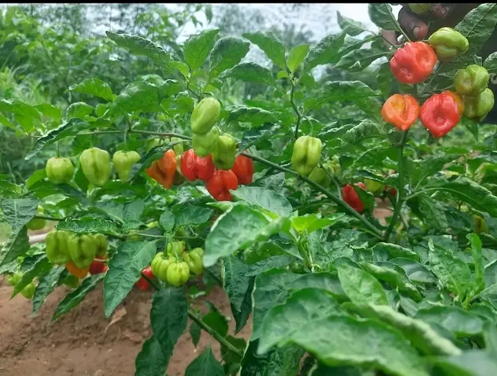 Sweet Peppers (Capsicum Annuum 'Sweet') — vegetable for full or half