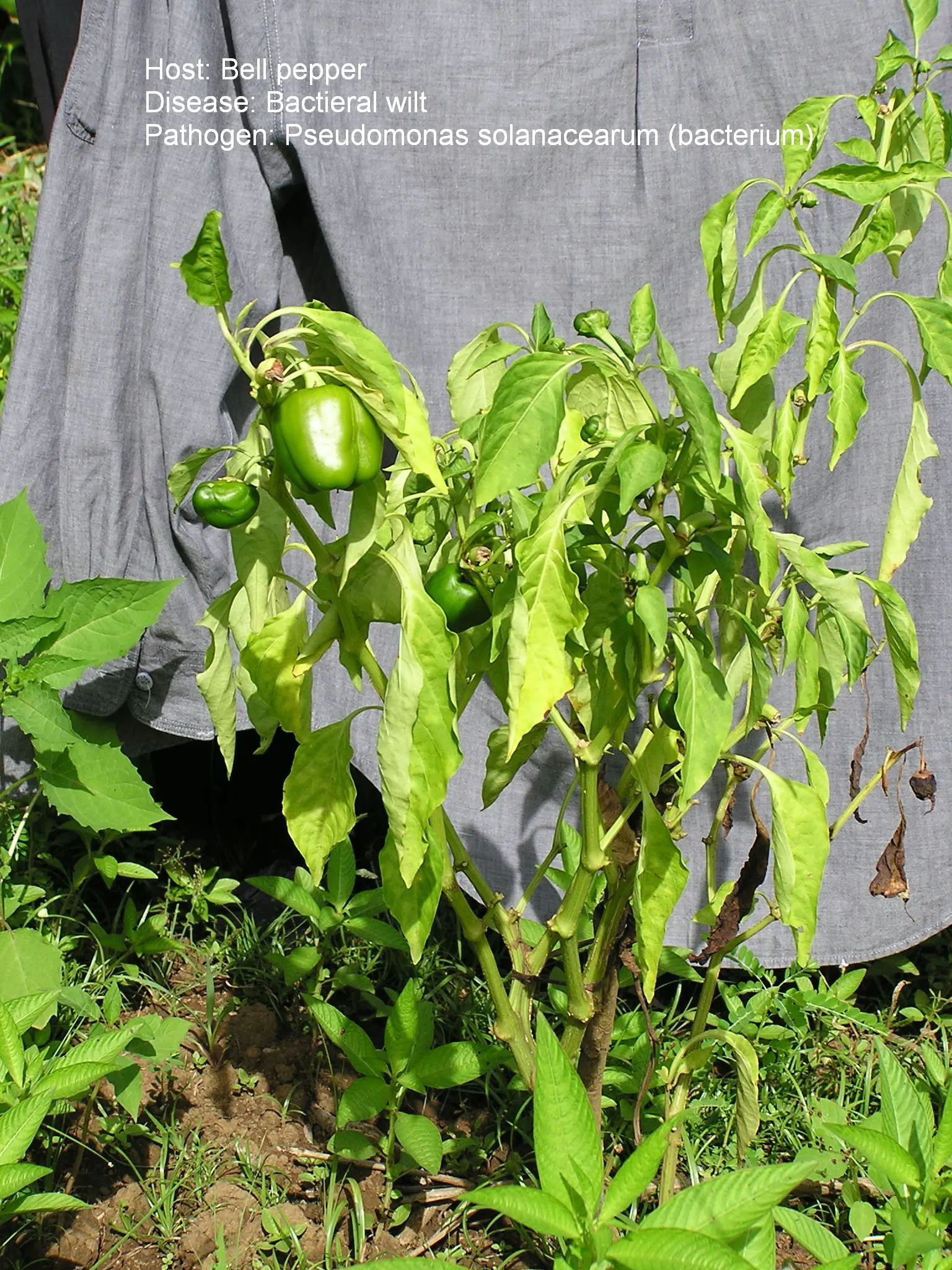 Sweet Peppers (Capsicum Annuum 'Sweet') — with fruit sizes averaging 3-4 inches in length