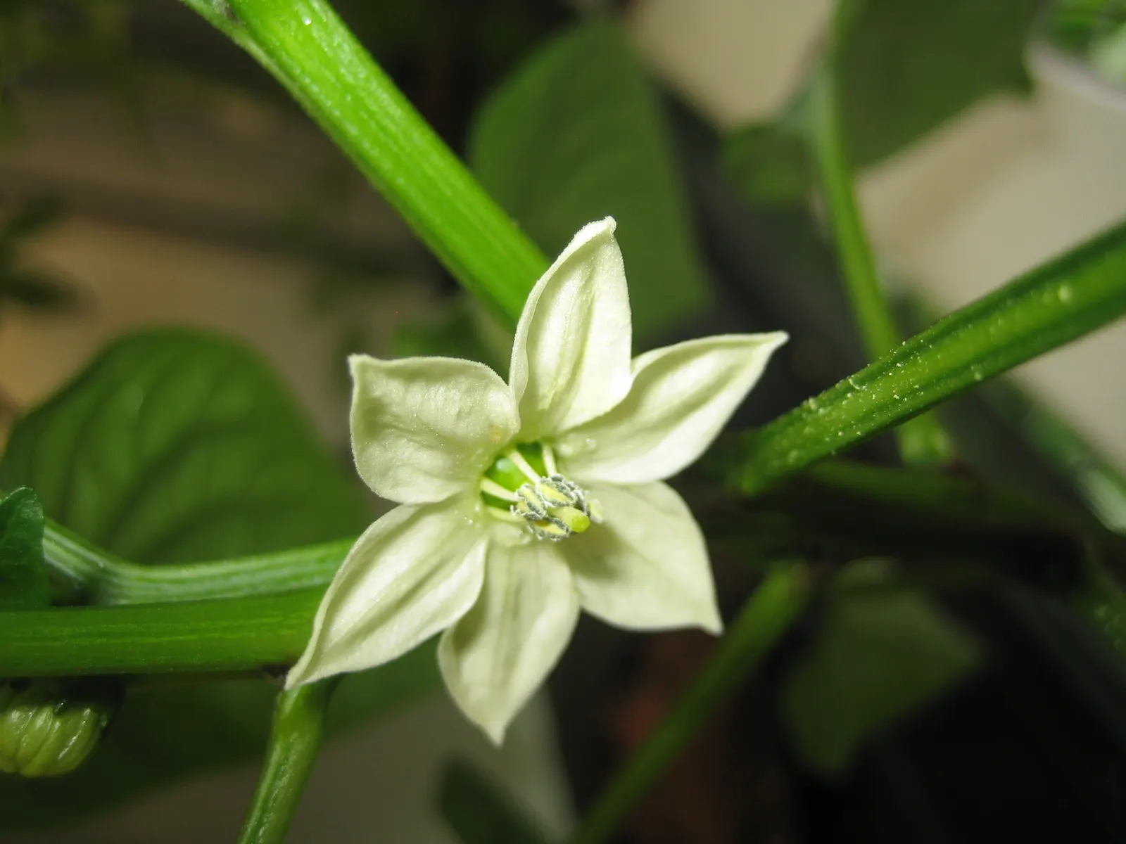 Sweet Peppers (Capsicum Annuum 'Sweet') — Thriving in full sun, these plants reach heights of 1.5-2 feet with a spread of 1-1.5 feet