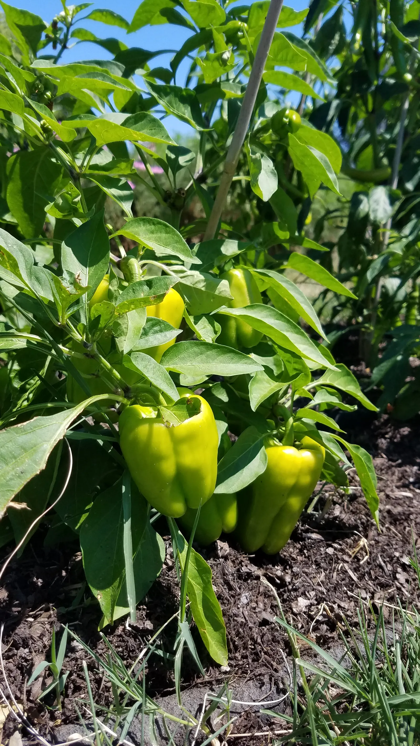 Sweet Peppers (Capsicum Annuum 'Sweet') — This annual or perennial plant; when creating a design, allow ample spacing for air circulation to deter pests and