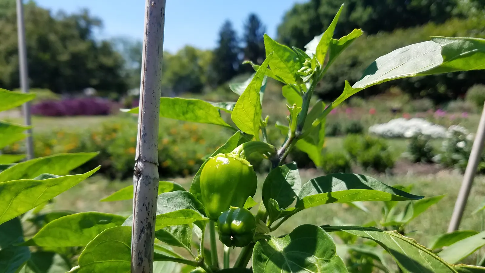 Sweet Peppers (Capsicum Annuum 'Sweet') — Harvest matures in 60-90 days post-planting; when creating a design, allow ample spacing for air circulation to deter
