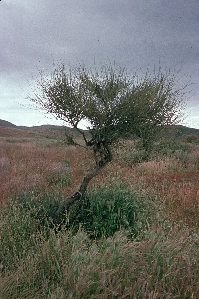 Desert Tea, Ca Ephedra (Ephedra Californica) — drought-tolerant shrub standing 1-4 feet tall with jointed green stems
