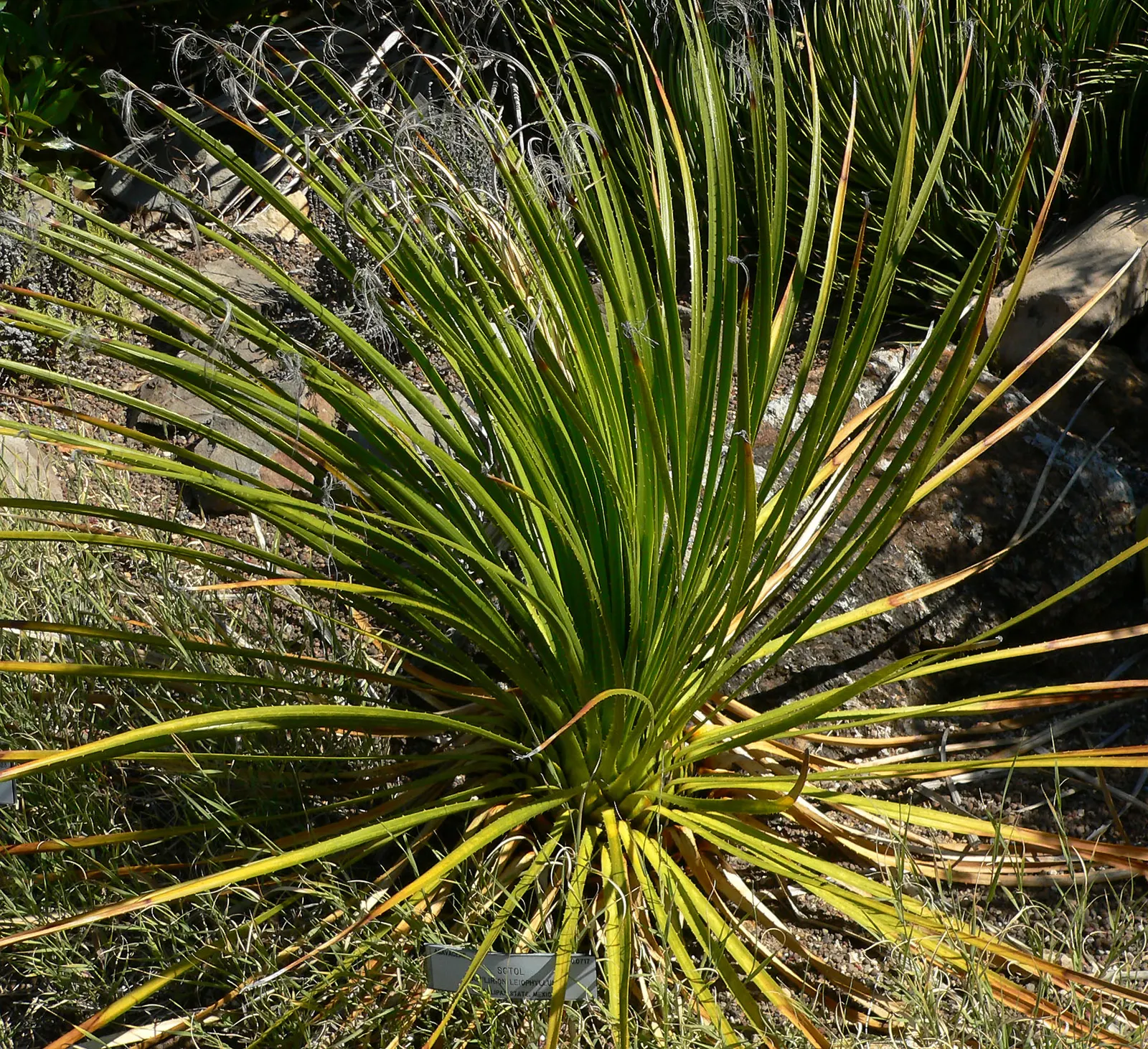 Smooth Sotol, Desert Candle (Dasylirion Leiophyllum) — slender leaves that form a dense rosette
