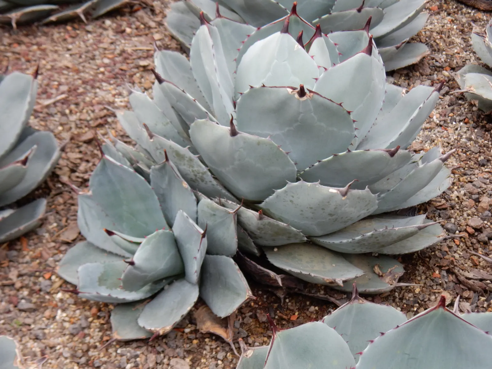 Mescal Agave (Agave Parryi) — lance-shaped leaves with distinctive spines at tips
