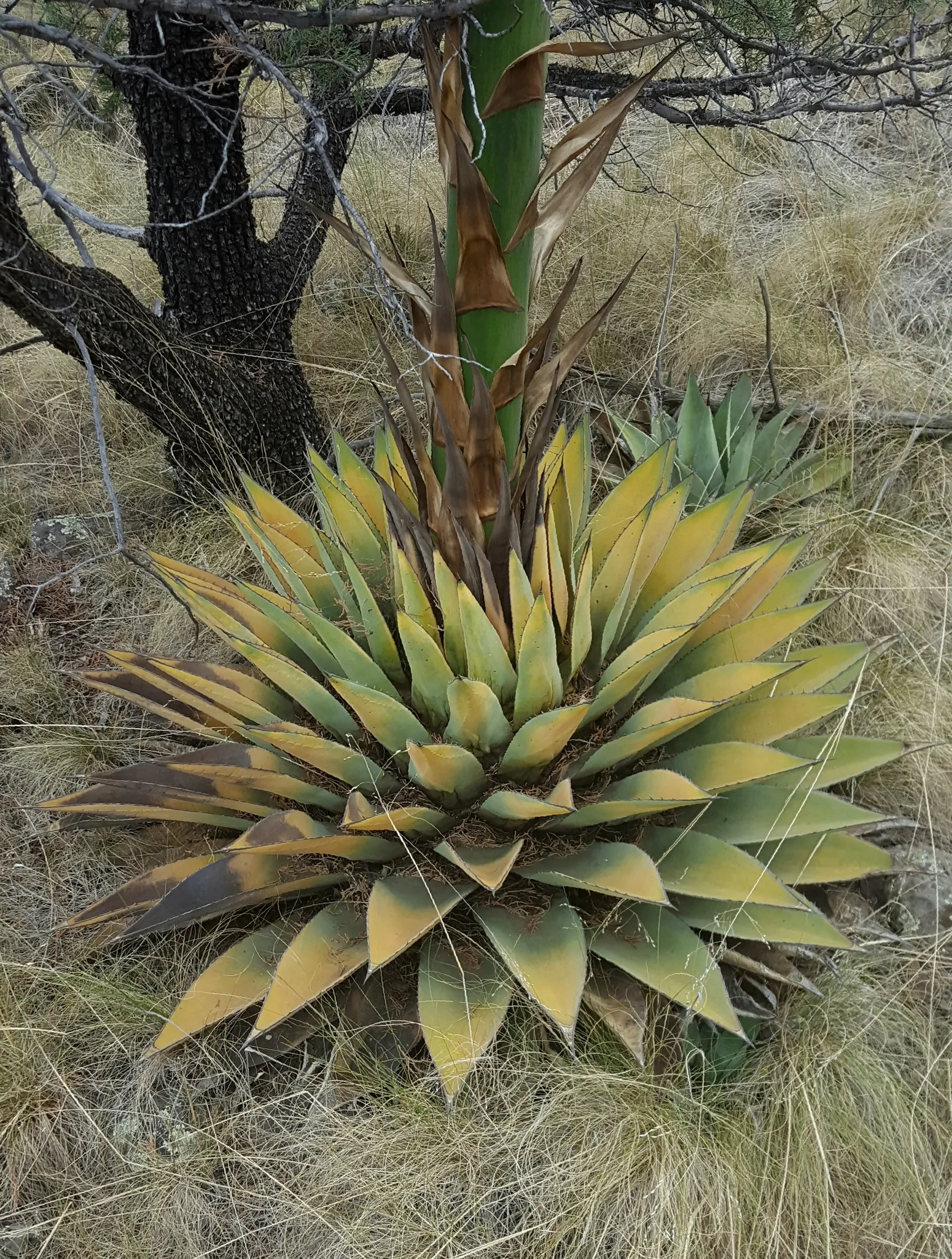 Mescal Agave (Agave Parryi) — The Mescal Agave (Agave parryi) is a robust succulent known for its dense rosettes of blue-green