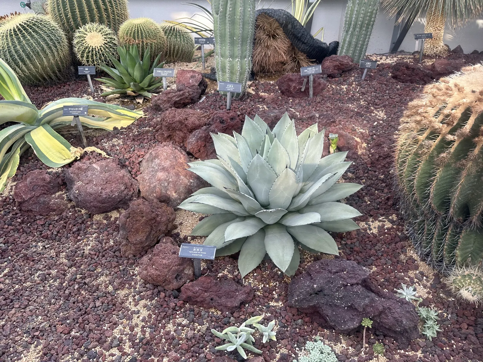 Mescal Agave (Agave Parryi) — This drought-tolerant plant can grow up to 2-3 feet tall and wide