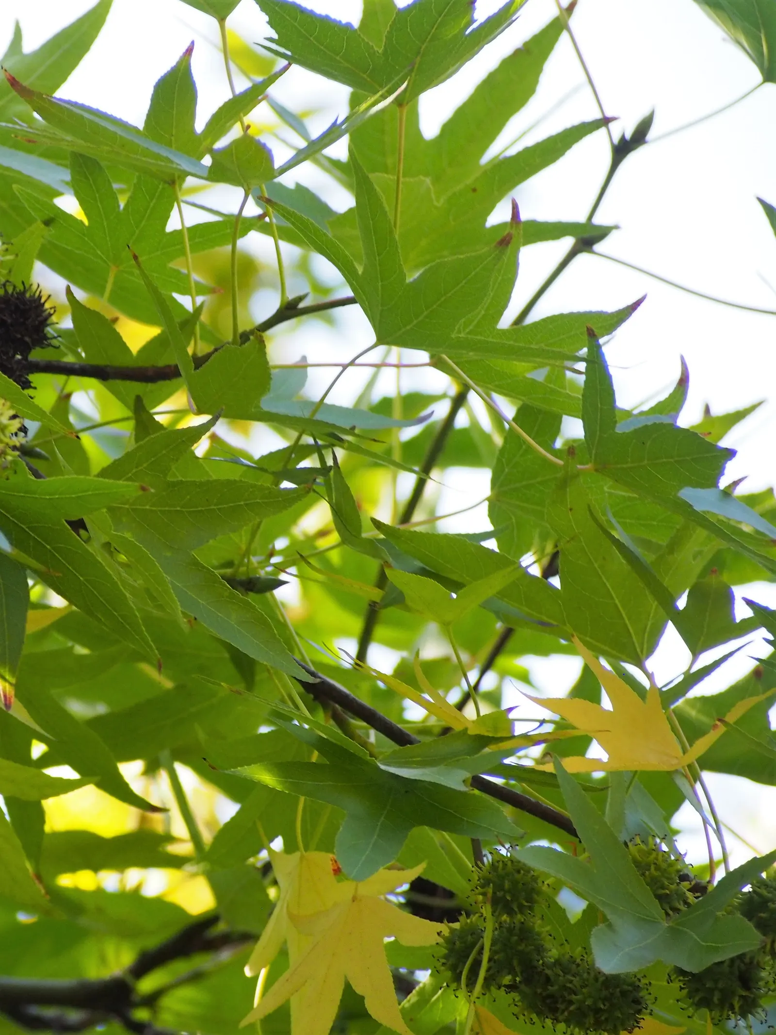 American Sweet Gum (Liquidambar Styraciflua) — The American Sweet Gum (Liquidambar styraciflua) thrives in zones 5-9; its spiky gumballs can be a, image 101