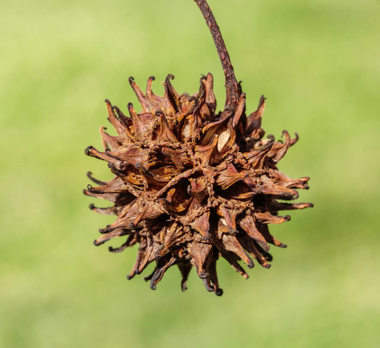 American Sweet Gum (Liquidambar Styraciflua) — tree for full; contributing to its name and lending a sweet, image 125