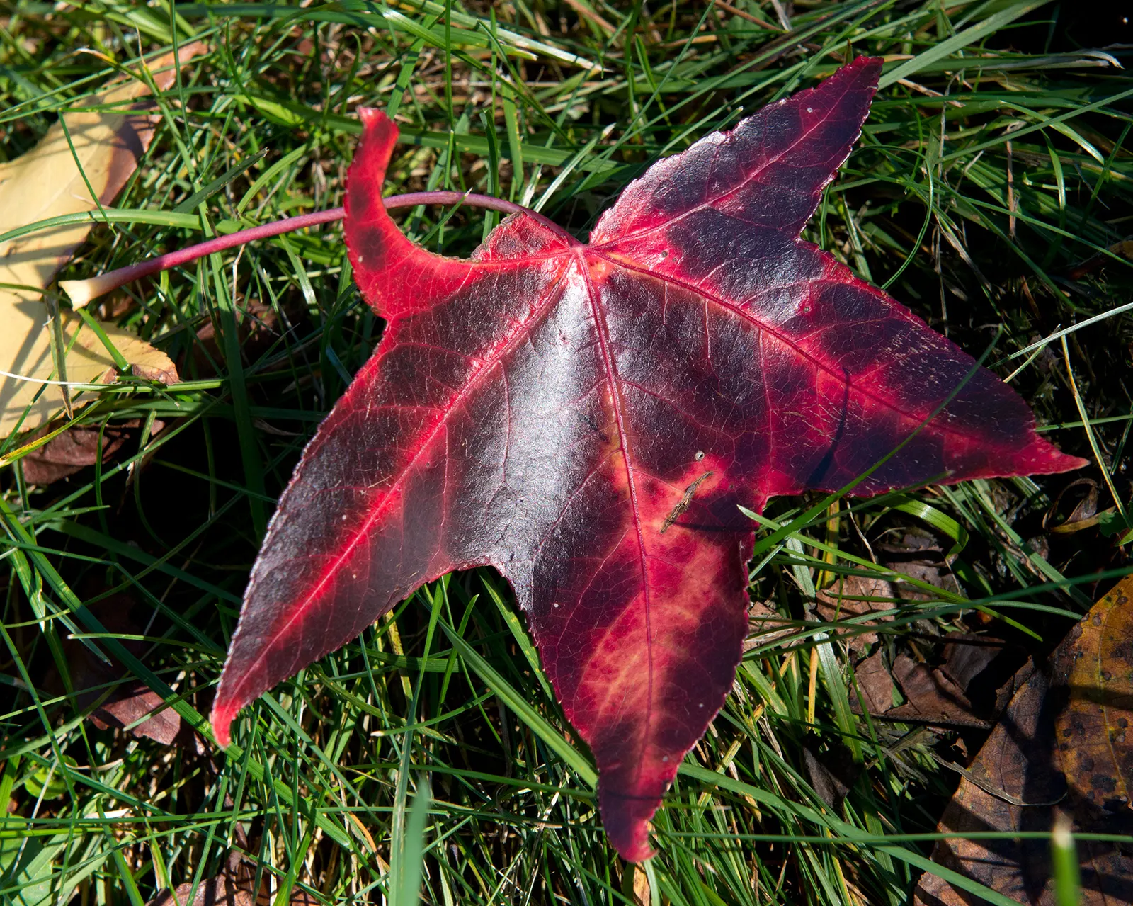 American Sweet Gum (Liquidambar Styraciflua) — this tree presents a pyramidal form in its youth that becomes more rounded with maturity