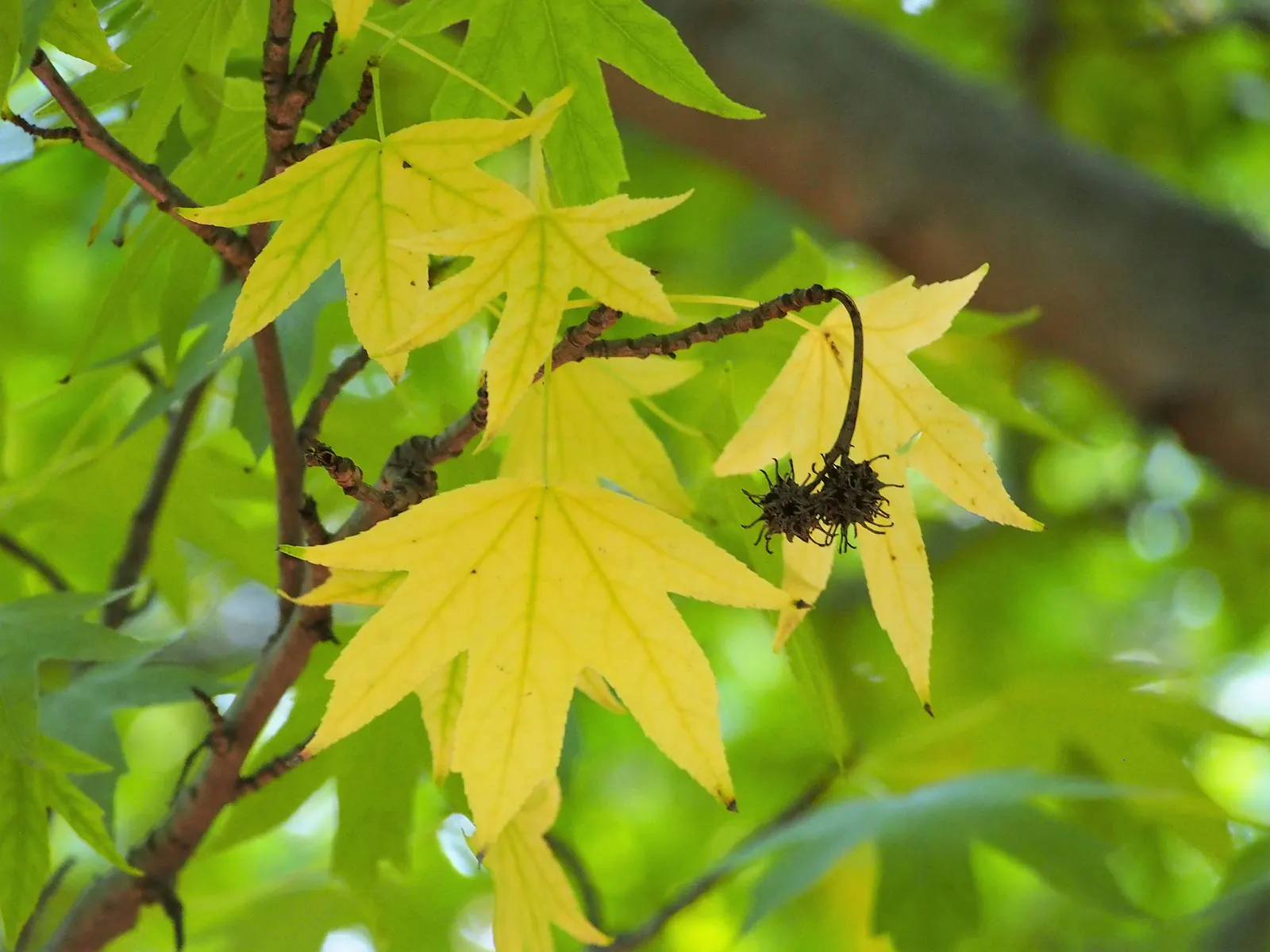 American Sweet Gum (Liquidambar Styraciflua) — tree for full; contributing to its name and lending a sweet, image 100