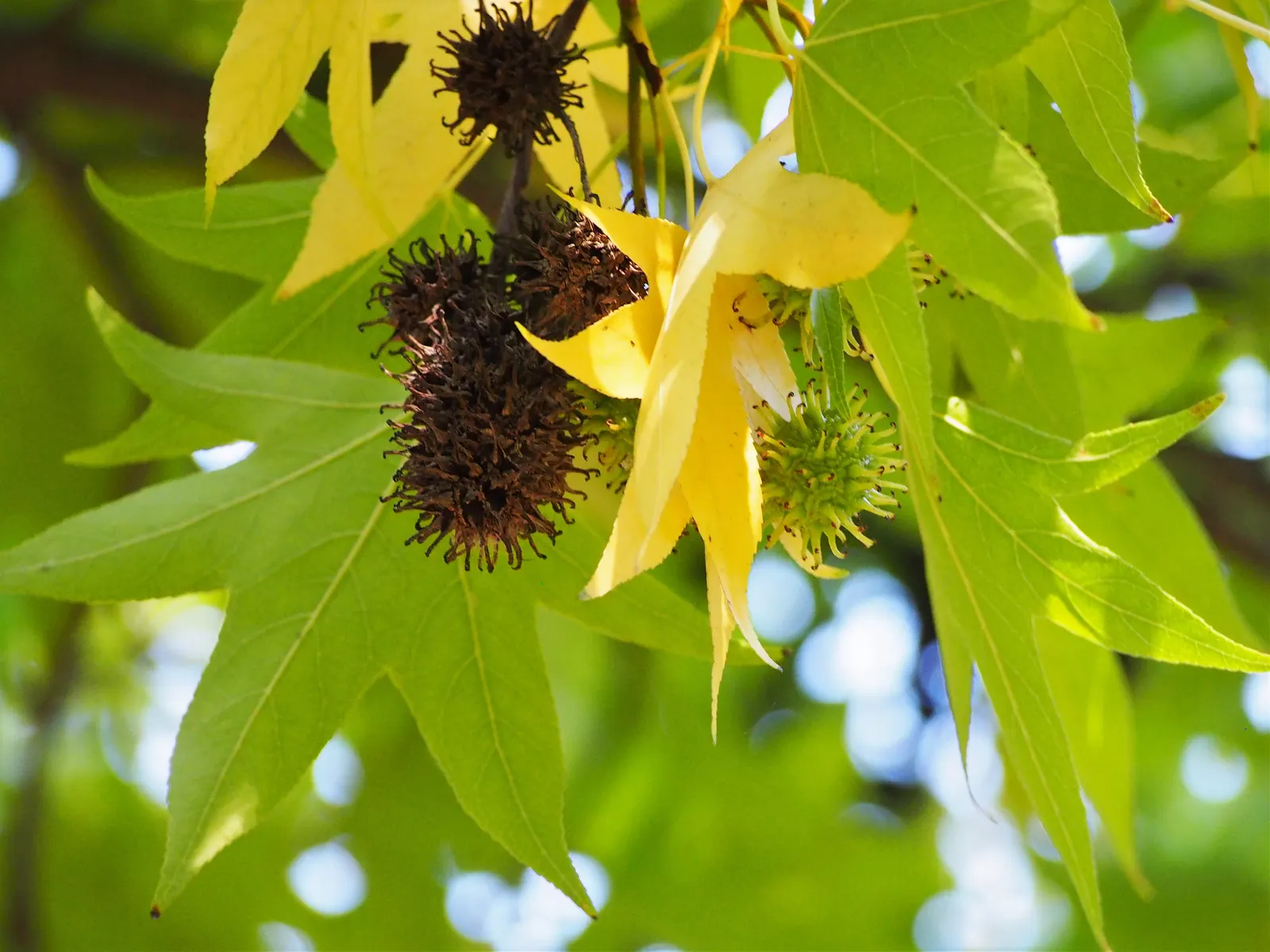 American Sweet Gum (Liquidambar Styraciflua) — is a captivating deciduous tree renowned for its stunning fall coloration and distinctive spiky, image 107