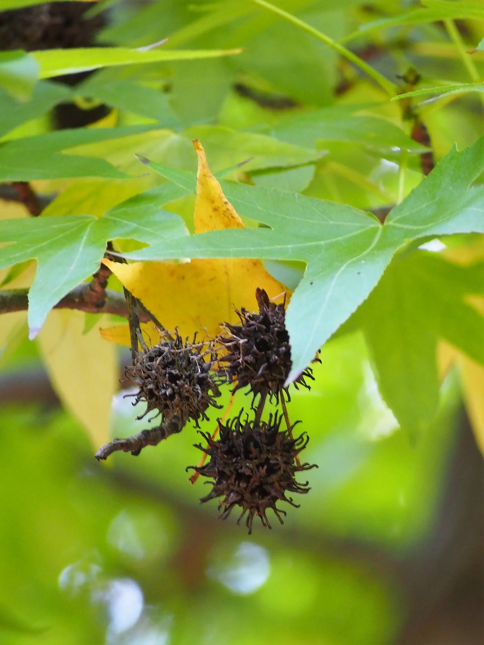 American Sweet Gum (Liquidambar Styraciflua) — reaching up to 60-75 feet tall with a 40-50 feet spread; its star-shaped leaves are a luscious green, image 102