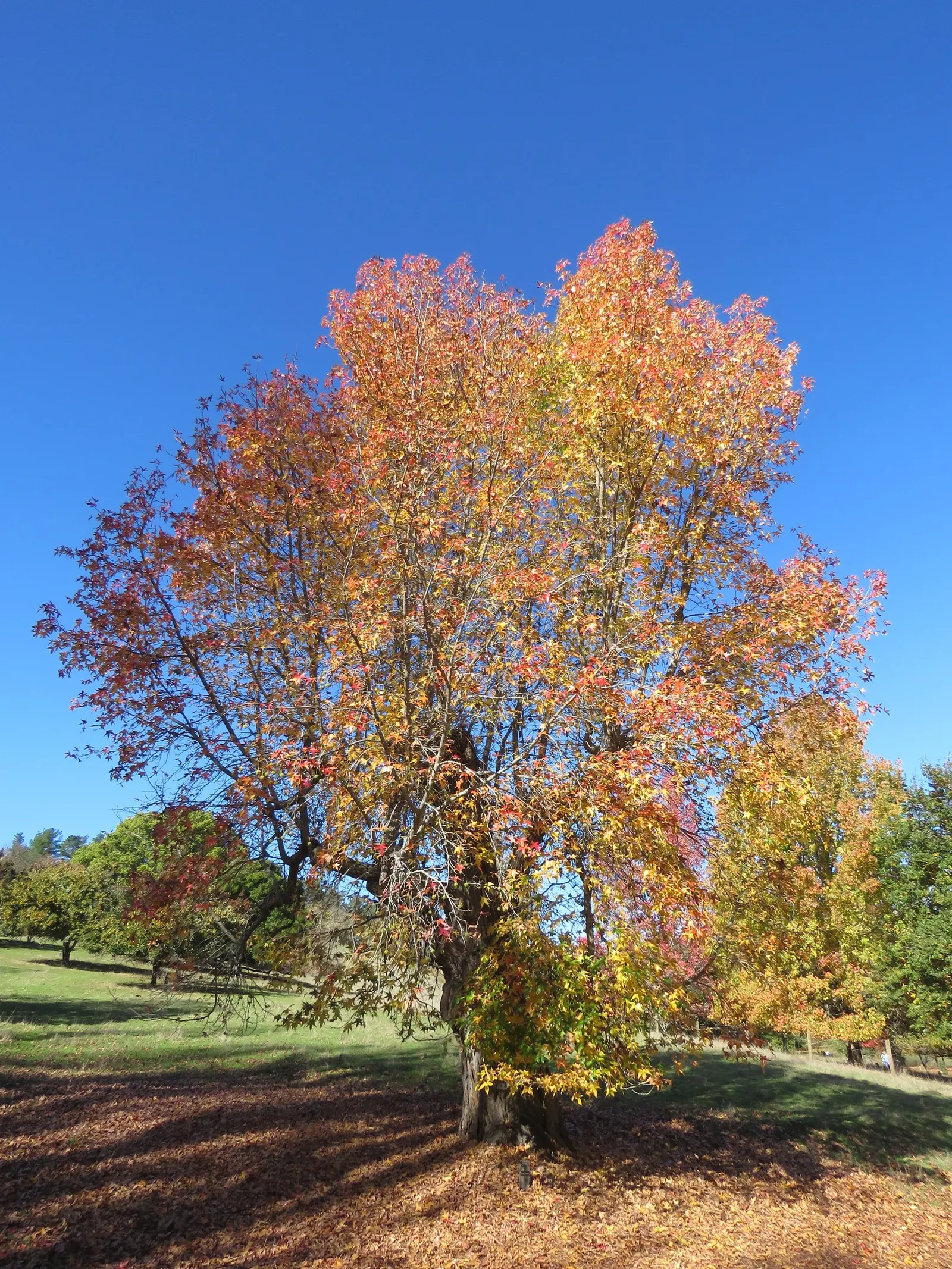 American Sweet Gum (Liquidambar Styraciflua) — landscape designers should note its potential size and root system when positioning it; balsamic, image 118