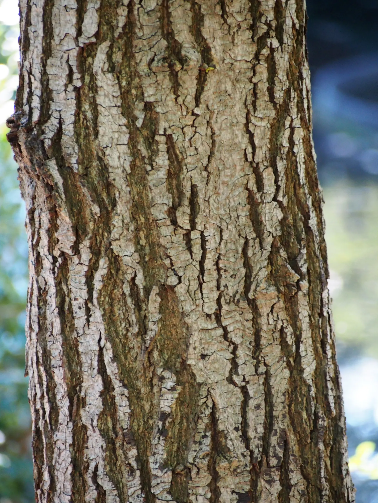 American Sweet Gum (Liquidambar Styraciflua) — Its spiky gumballs can be a maintenance issue; tree for full, image 104