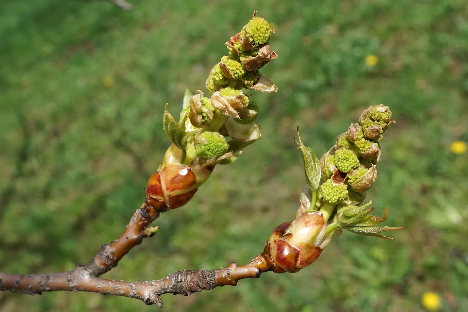 American Sweet Gum (Liquidambar Styraciflua) — ensuring there is ample space for growth.<br><br>The tree's fruit; provides excellent shade but root system can
