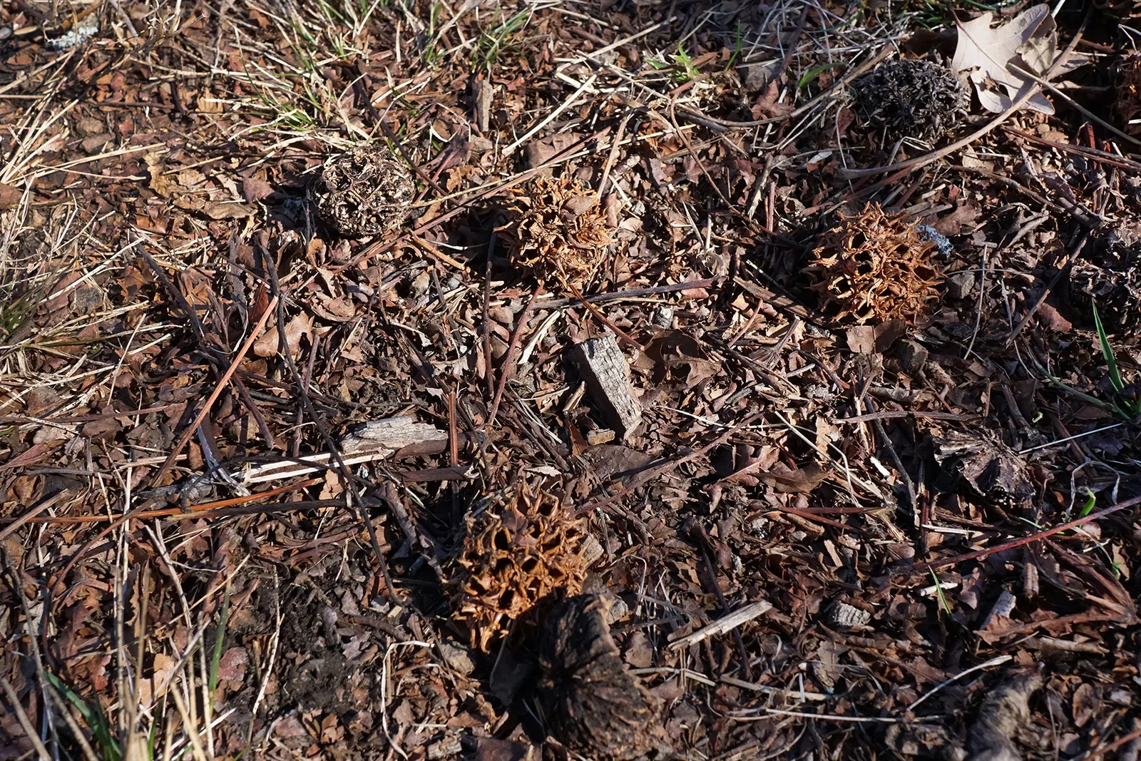 American Sweet Gum (Liquidambar Styraciflua) — transforming into a kaleidoscope of yellows