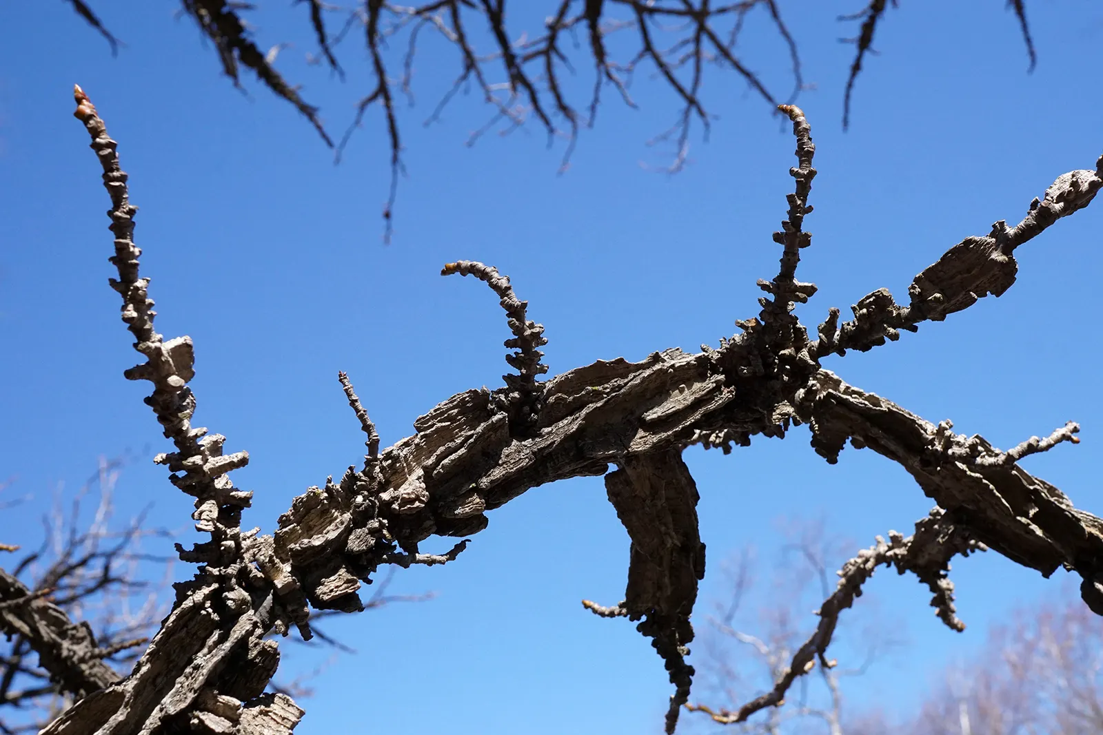 American Sweet Gum (Liquidambar Styraciflua) — persists through winter and can pose a litter nuisance if planted near walkways or frequented areas, image 45