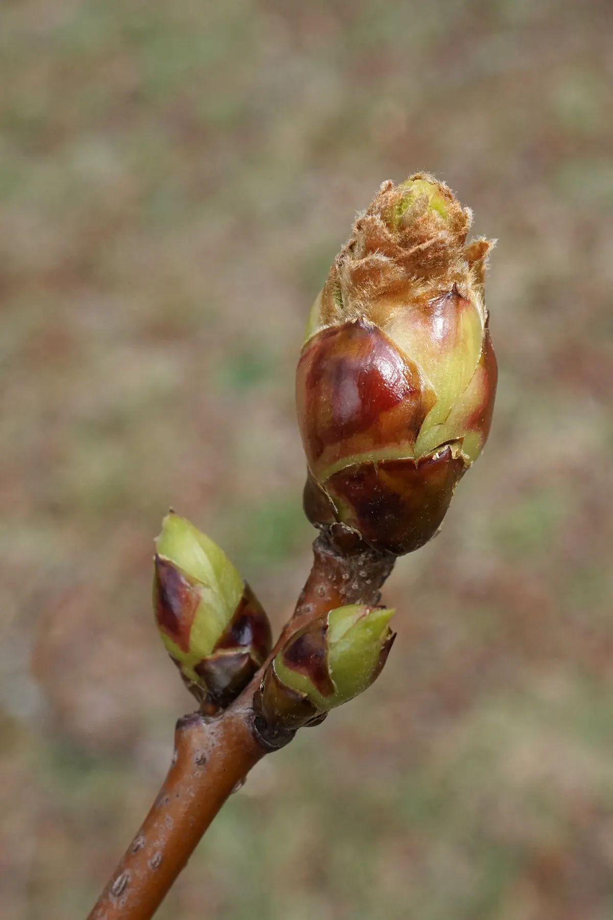 American Sweet Gum (Liquidambar Styraciflua) — landscape designers should note its potential size and root system when positioning it; balsamic, image 93