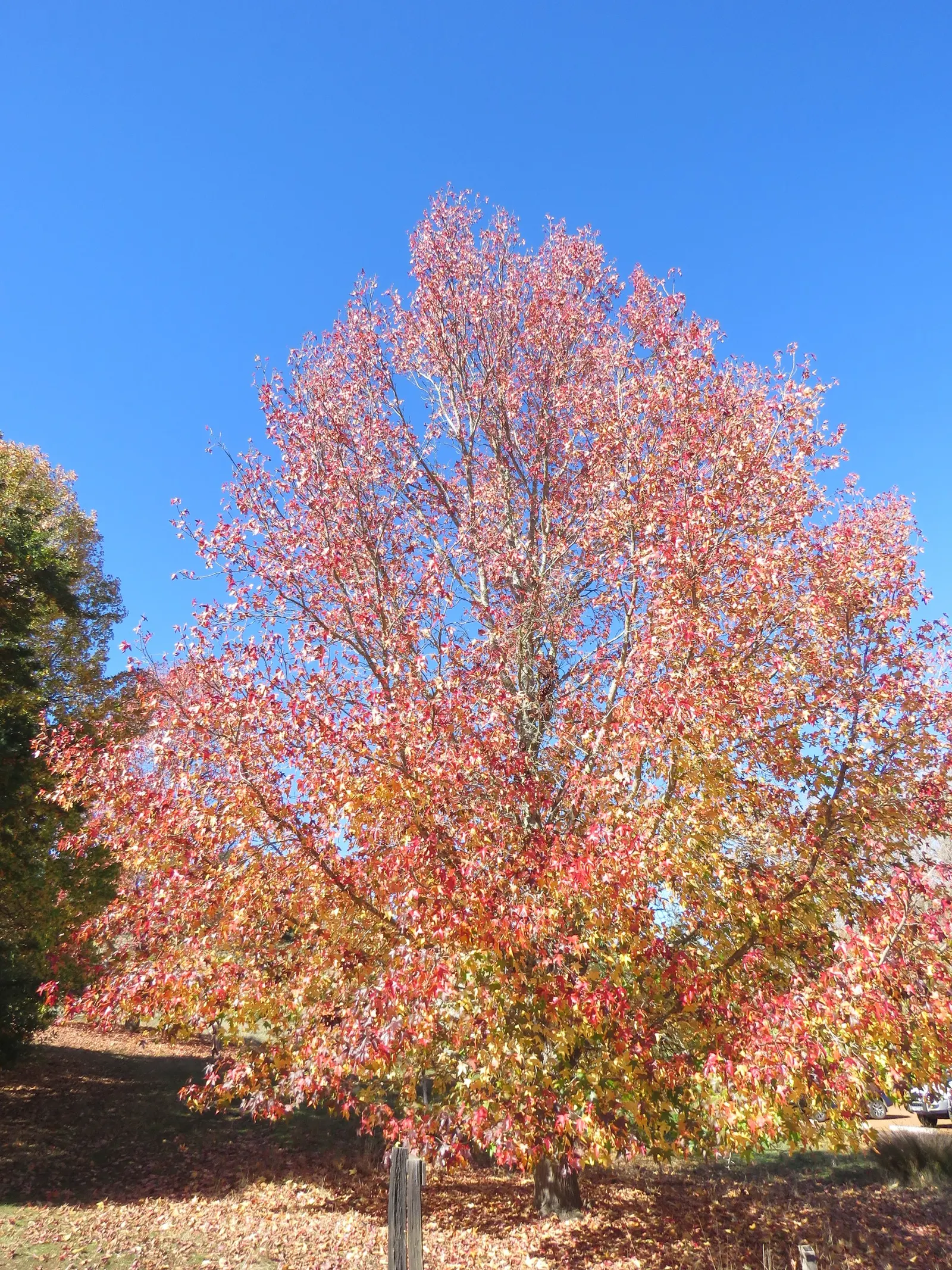 American Sweet Gum (Liquidambar Styraciflua) — but the species is adaptable; reaching up to 60-75 feet tall with a 40-50 feet spread, image 115